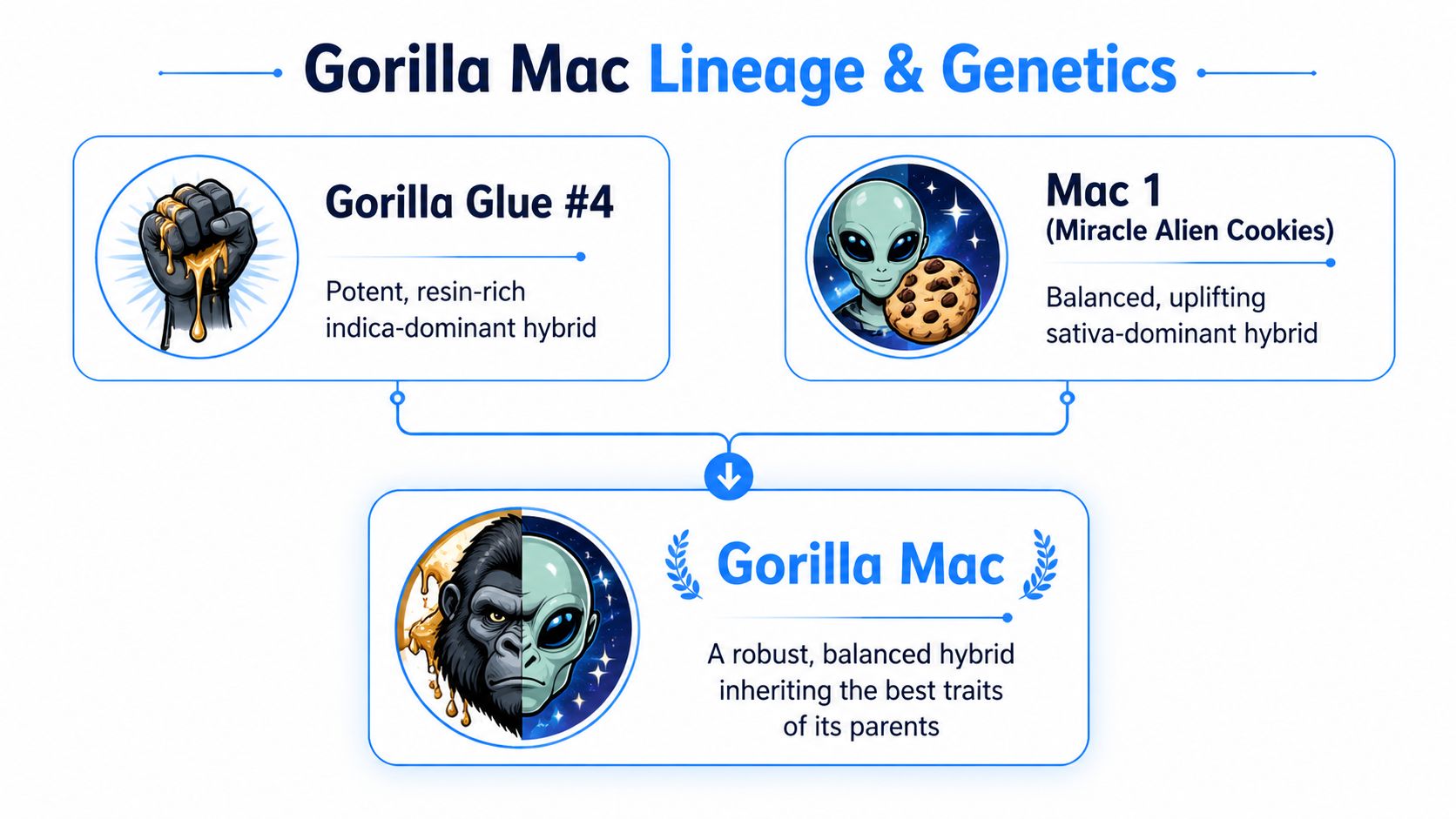 An infographic showing the lineage and genetics of the Gorilla Mac hybrid cannabis strain from parent strains.