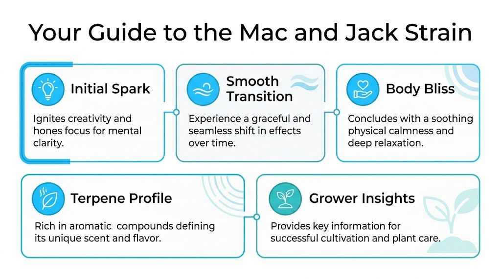 An infographic titled Your Guide to the Mac and Jack Strain detailing its effects and characteristics.