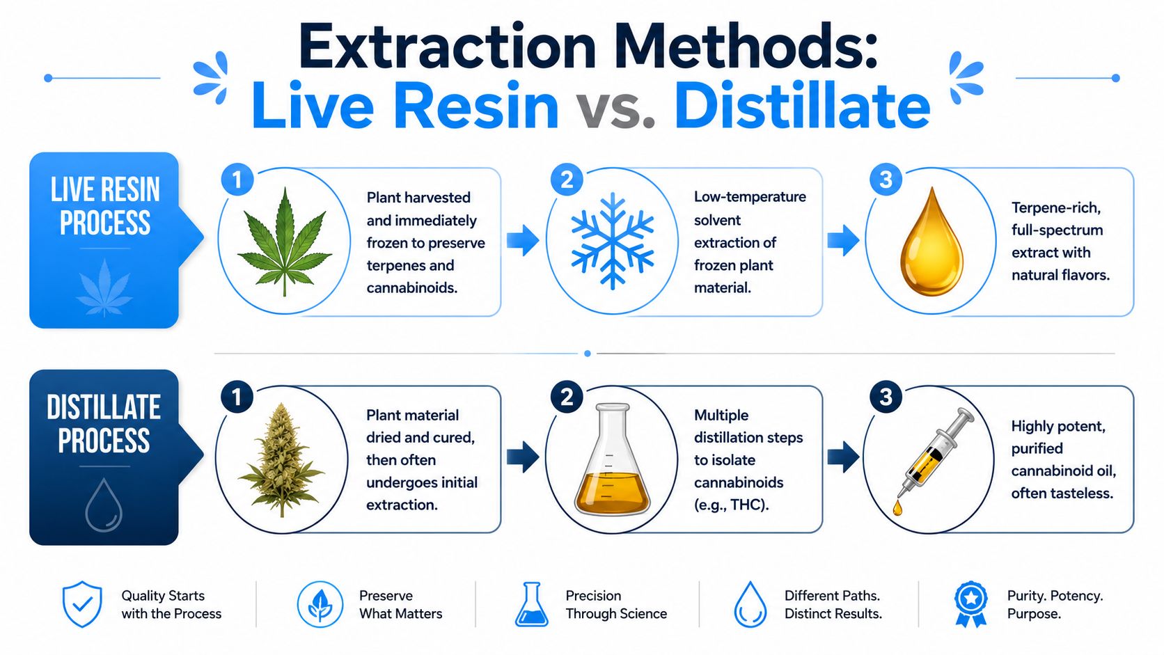 An infographic comparing the production processes and characteristics of cannabis live resin and distillate extracts.