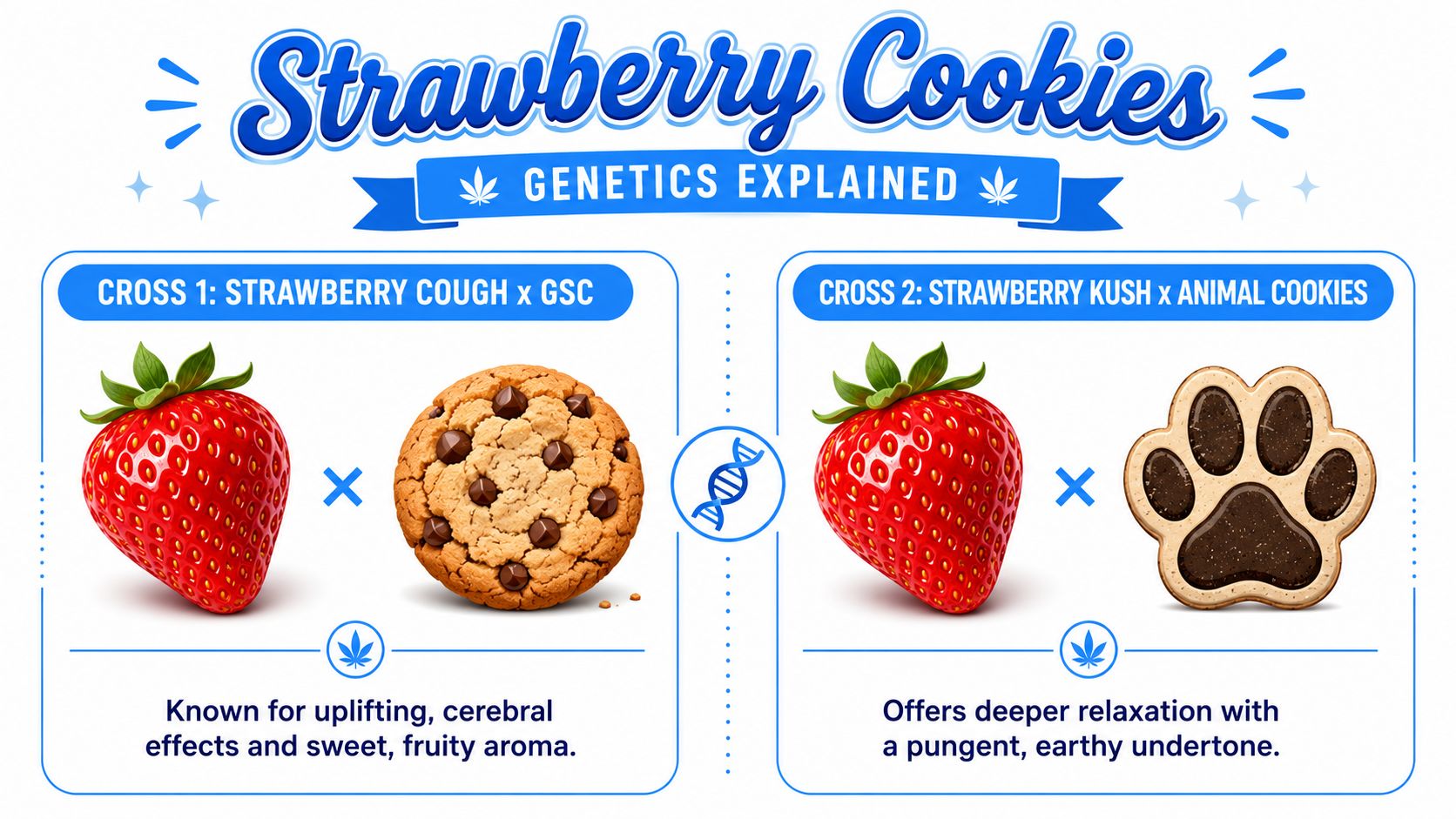 An infographic detailing the genetics of two distinct Strawberry Cookies cannabis strain crosses with descriptive effects.
