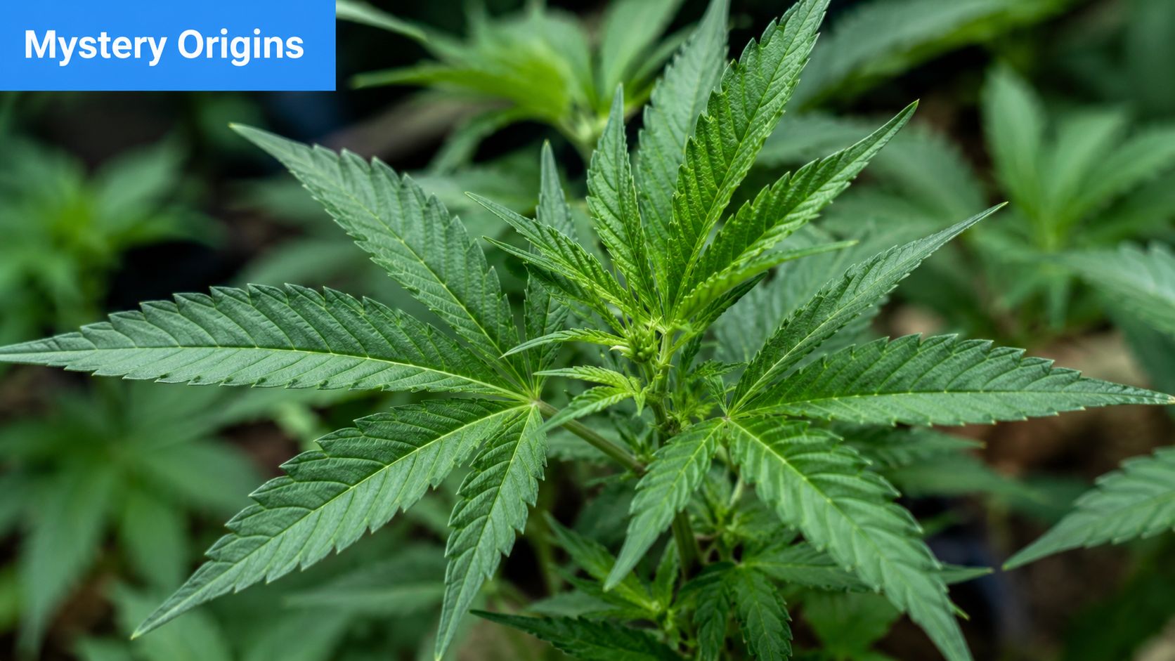 A close-up view of a vibrant green Candy OG cannabis plant growing in an indoor environment.
