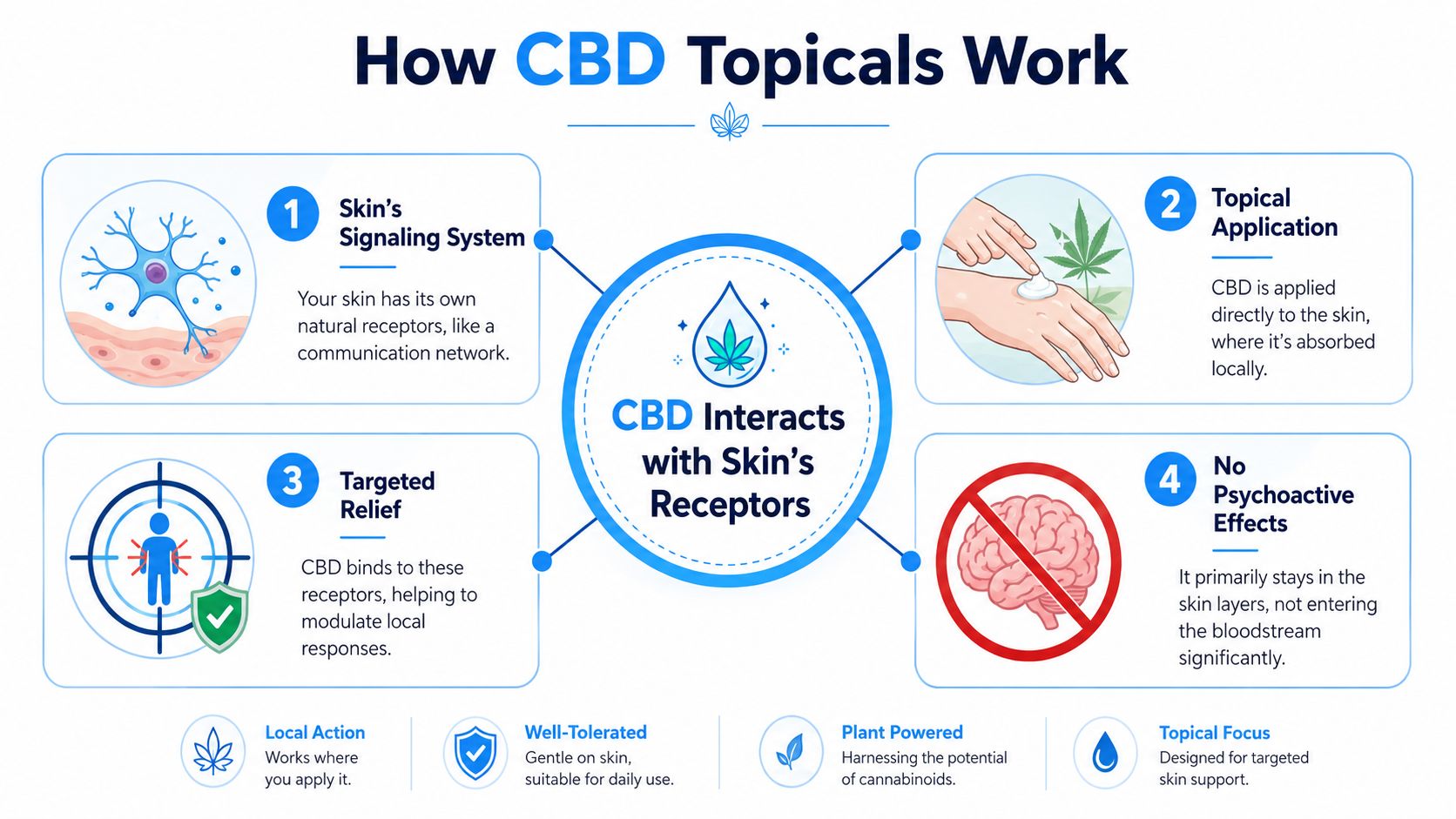 An infographic showing the four-step process of how CBD topicals work on the skin for targeted relief.