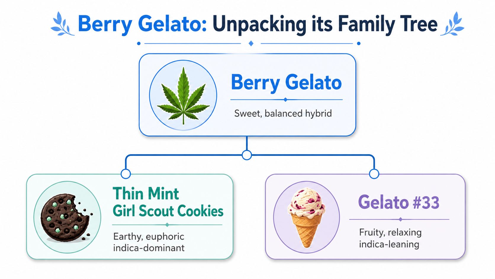 A family tree chart showing Berry Gelato is a hybrid strain from Thin Mint Girl Scout Cookies and Gelato #33.