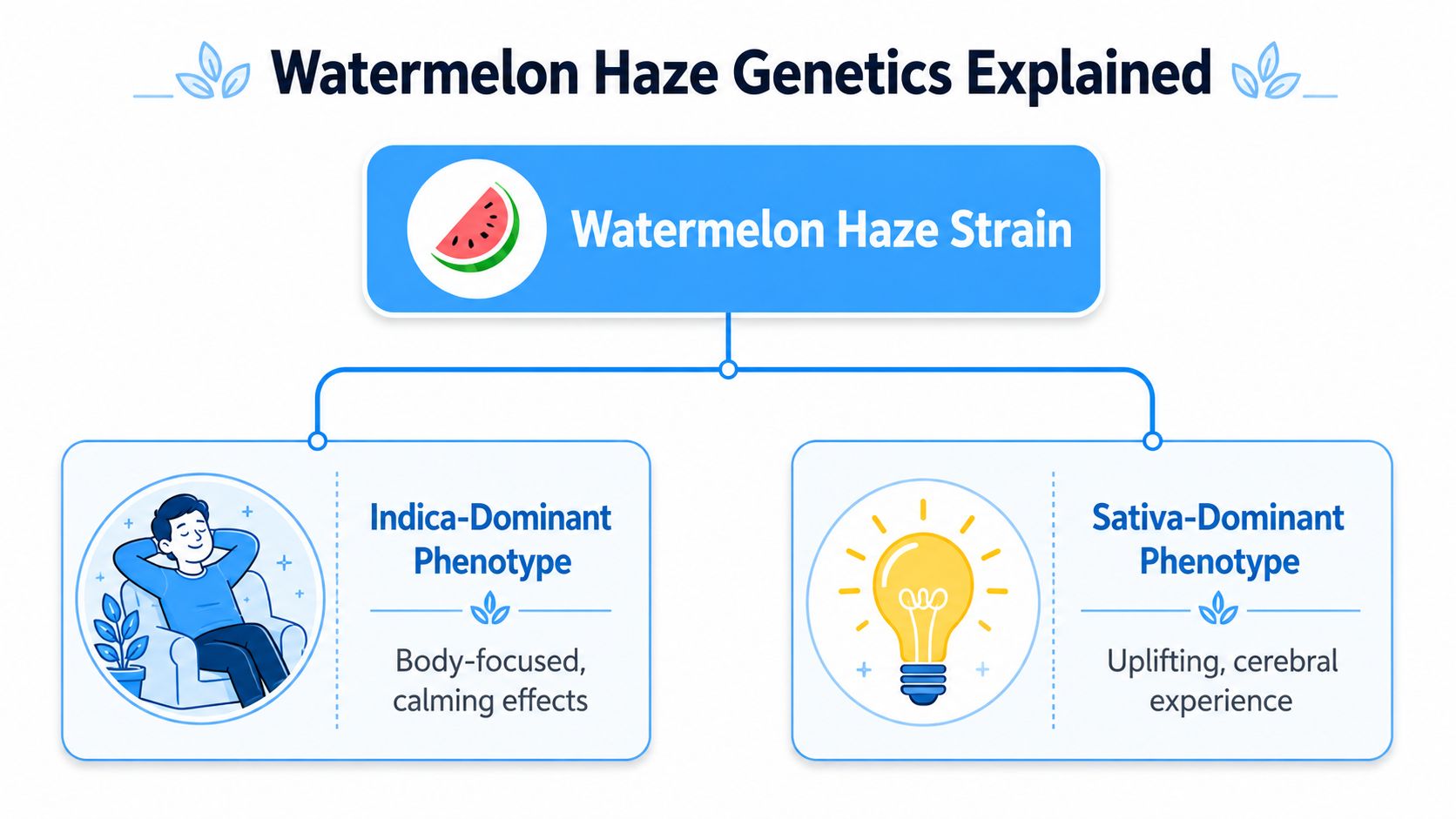 A diagram explaining the two different phenotypes of the Watermelon Haze strain with their respective effects.