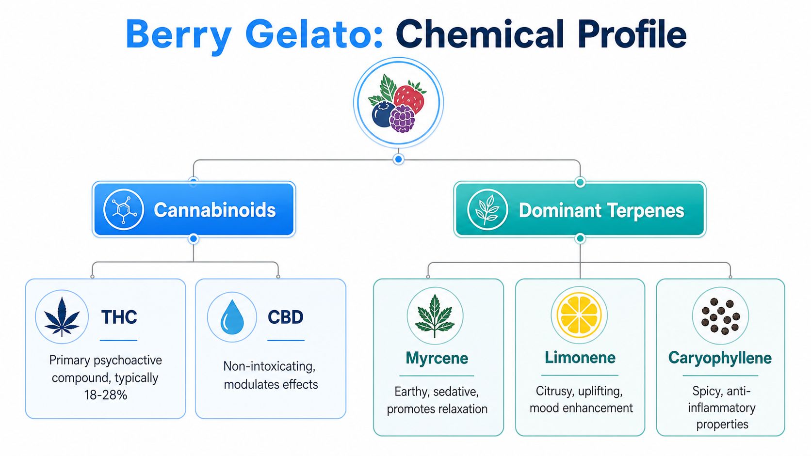 An infographic showing the chemical profile of Berry Gelato, detailing its cannabinoids and dominant terpenes.