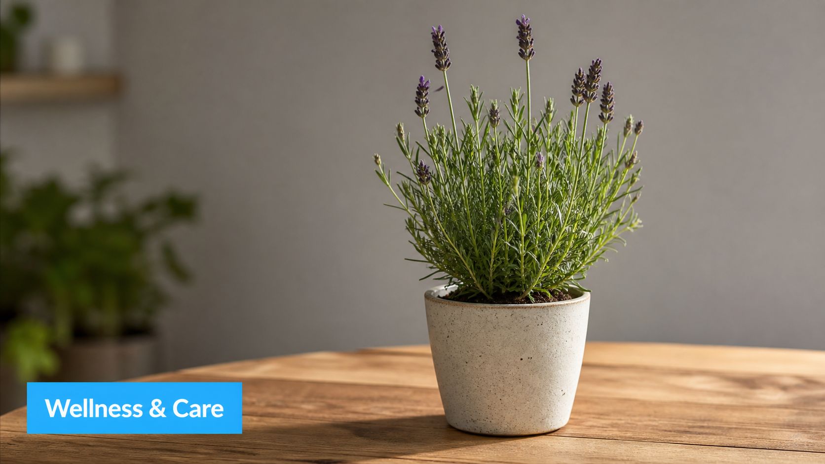 A small potted lavender plant with purple flowers sits on a rustic wooden table indoors.