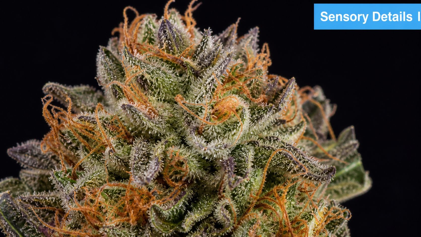 A close-up view of the Clockwork Orange cannabis flower featuring purple highlights, frosty trichomes, and orange pistils.