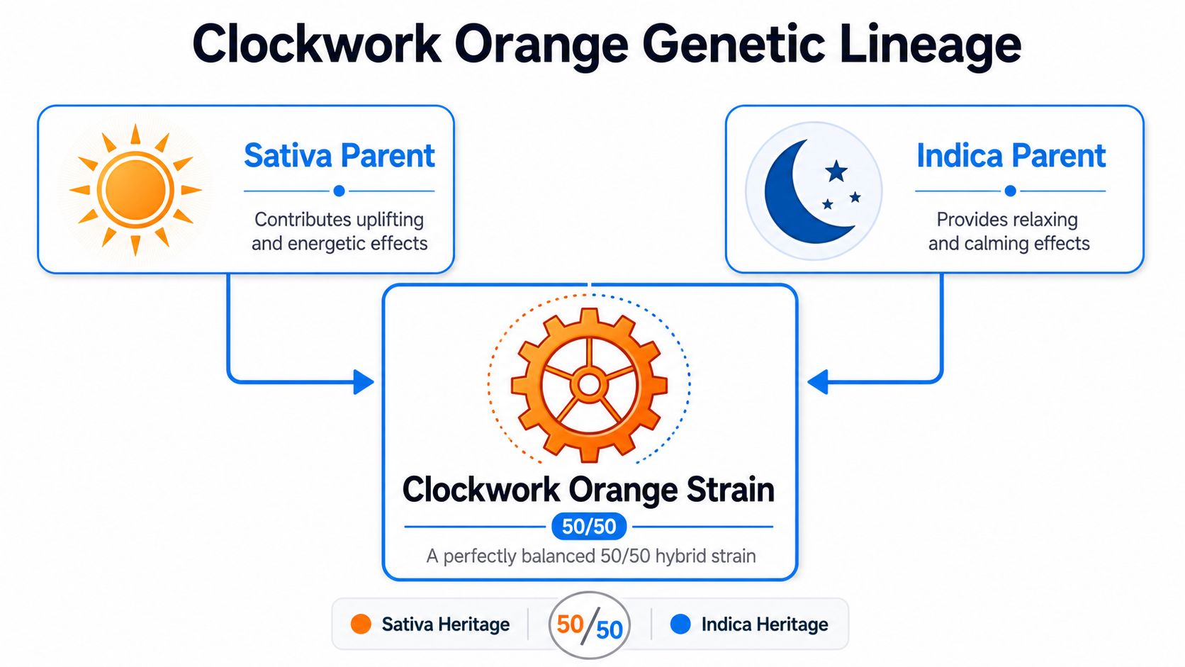A diagram illustrating the genetic lineage of the perfectly balanced 50/50 hybrid Clockwork Orange cannabis strain.