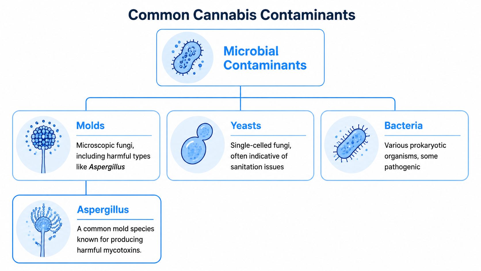 A diagram illustrating common microbial cannabis contaminants, categorized into molds, yeasts, and bacteria with brief descriptions.