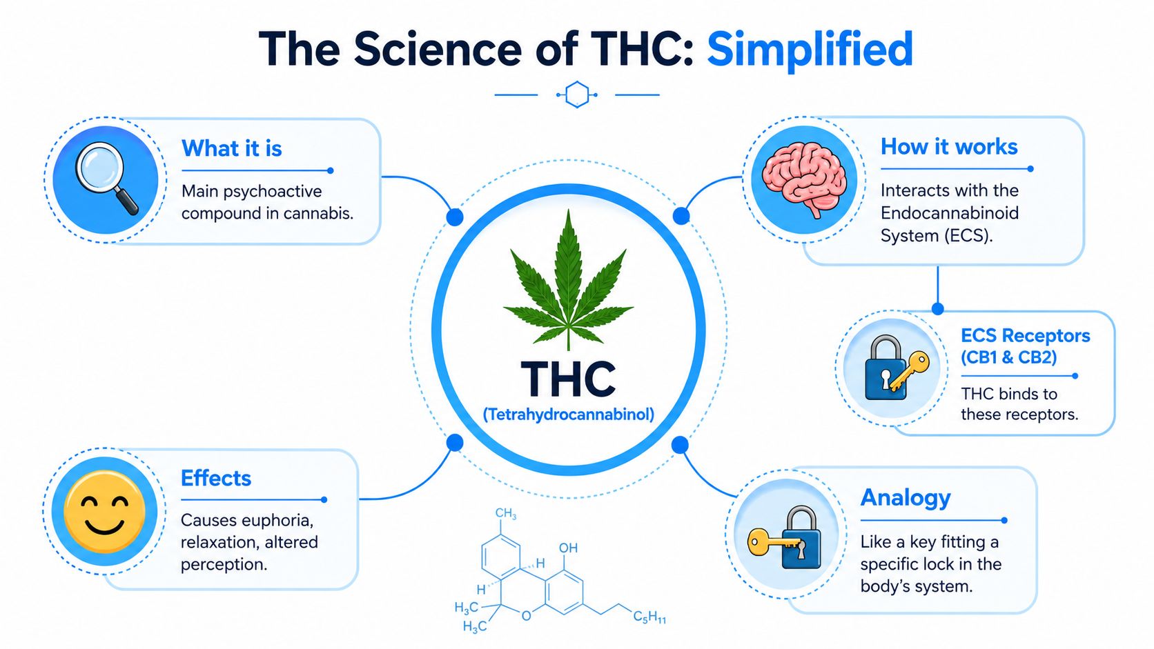 An infographic titled The Science of THC explaining its definition, interaction with the endocannabinoid system, effects, and analogy.