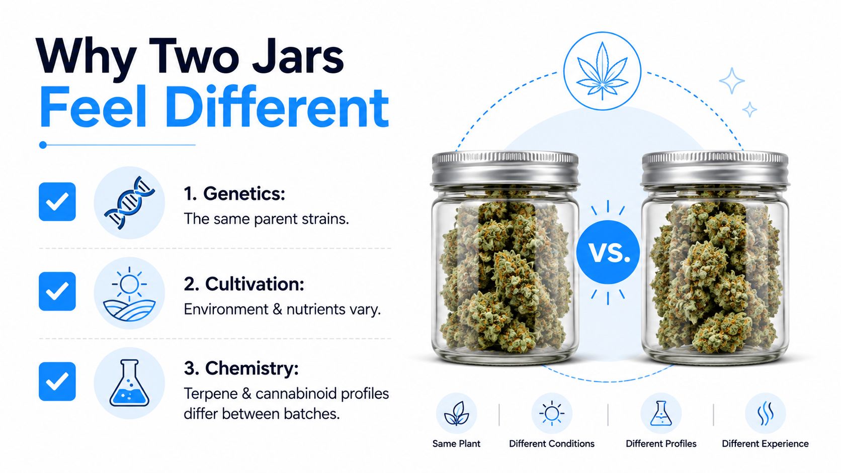 An infographic explaining why different cannabis flower jars may have varied genetic, cultivation, and chemical characteristics.