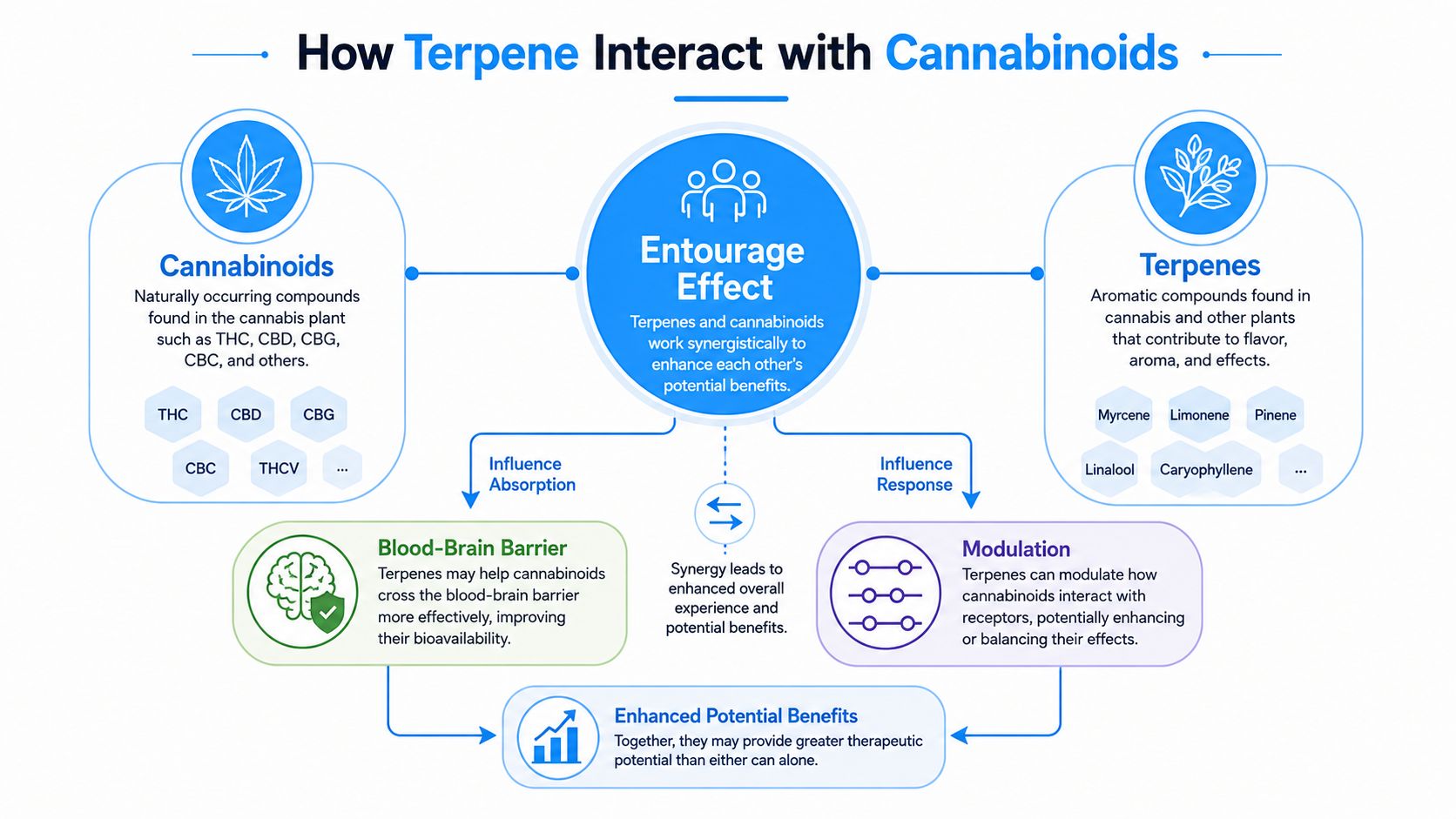 An infographic diagram explaining the entourage effect between cannabis cannabinoids and terpenes and their potential benefits.