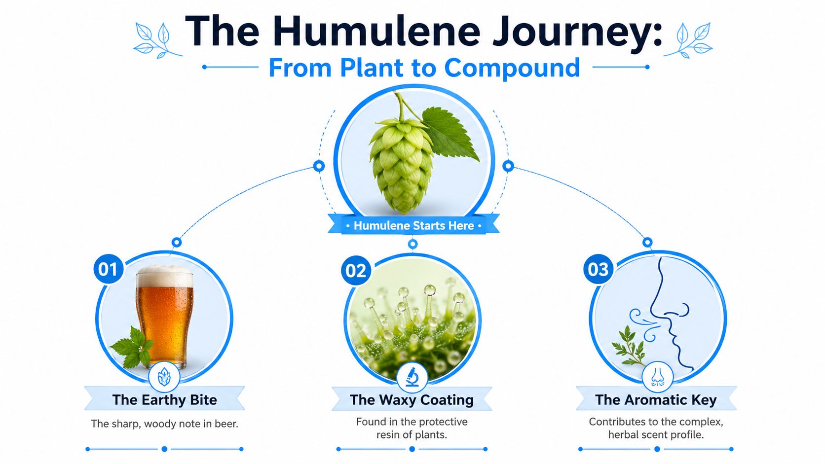 An infographic detailing the humulene terpene journey from the hop plant to its earthy and aromatic effects.