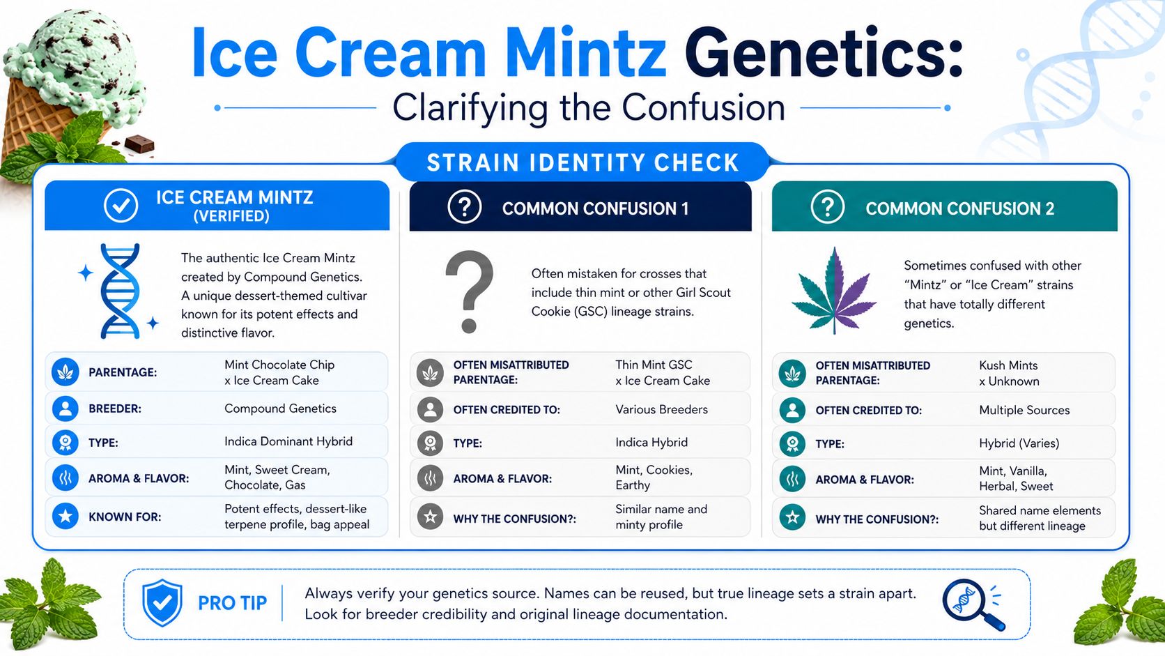 An infographic detailing the authentic Ice Cream Mintz strain genetics and common misidentifications in cannabis breeding.