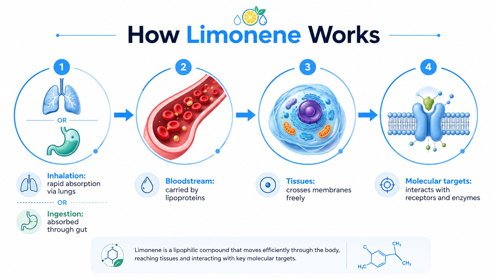 A four-step infographic illustrating how the terpene limonene is absorbed, transported, and interacts within the human body.