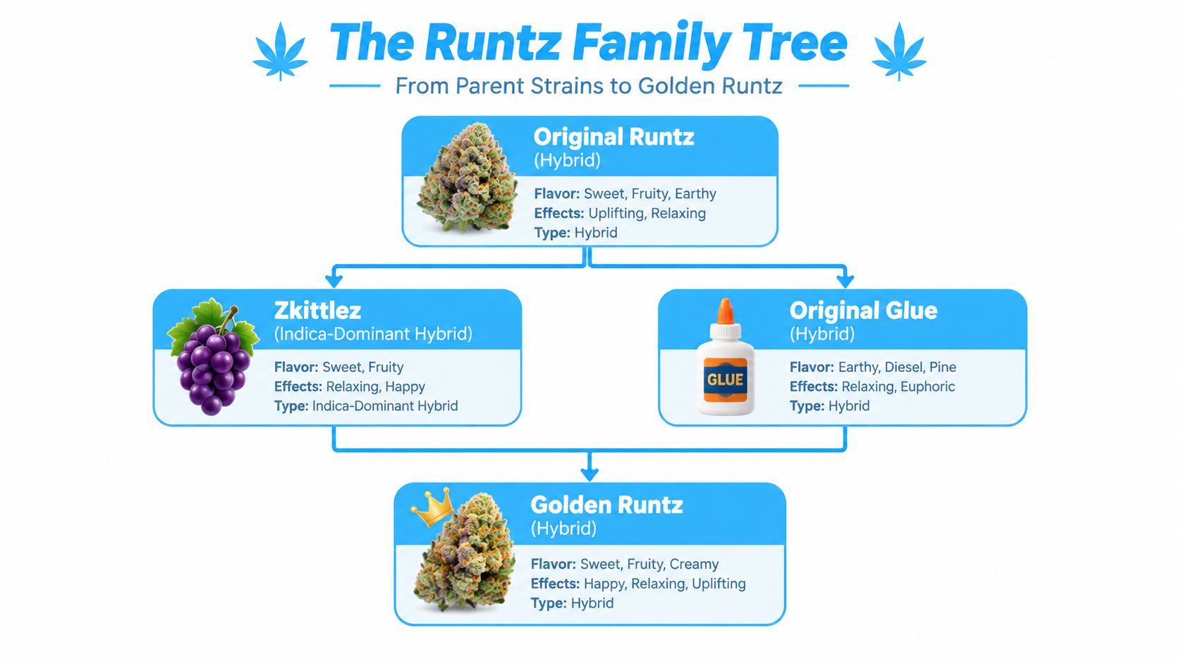 A diagram illustrating the parent strains Zkittlez and Original Glue that contribute to the Golden Runtz strain.