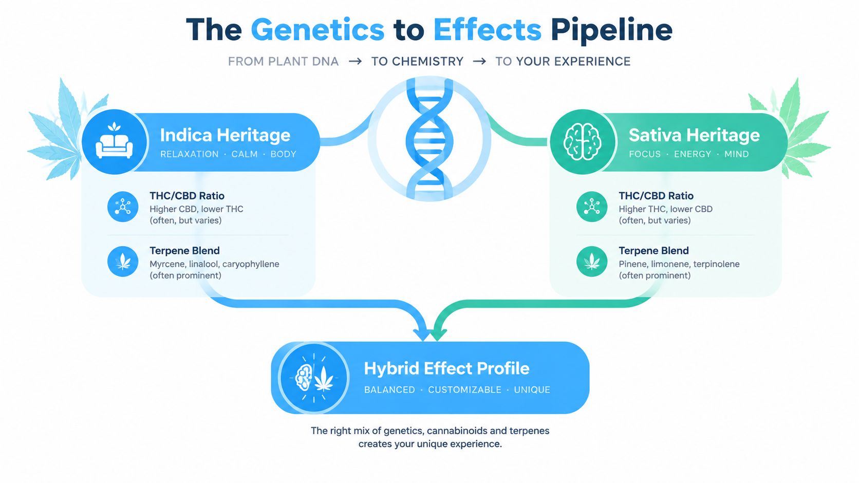 An infographic titled The Genetics to Effects Pipeline explaining how indica, sativa, and hybrid cannabis strains affect users.