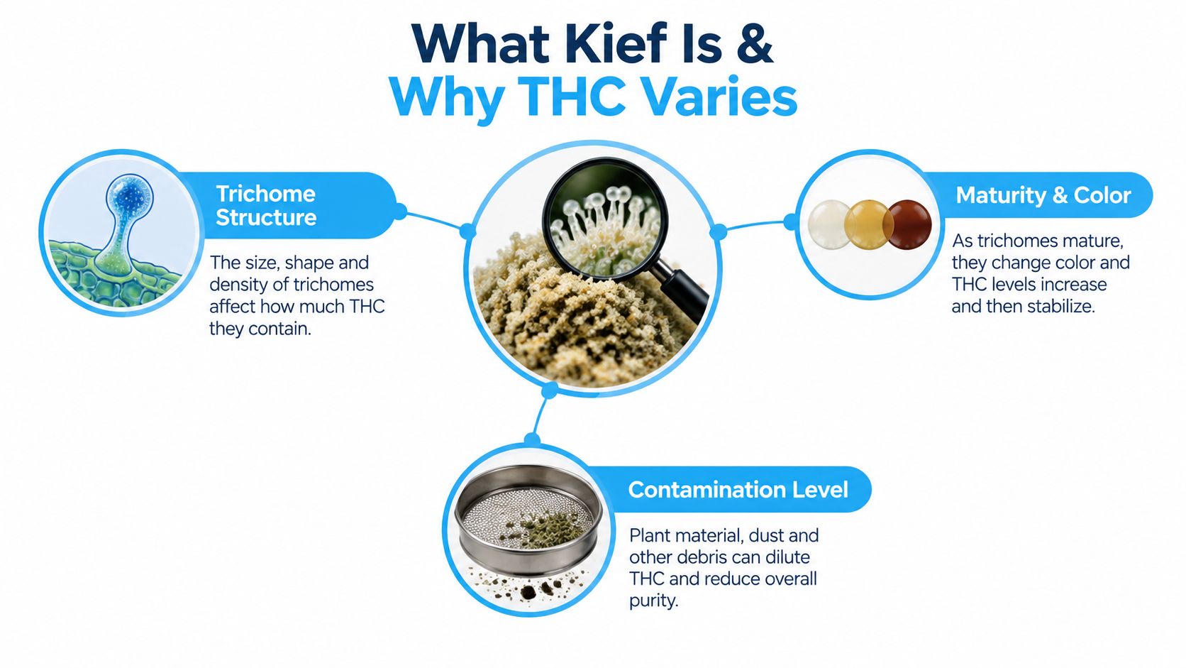 An infographic explaining the factors that influence THC levels in cannabis kief, including trichome structure and maturity.
