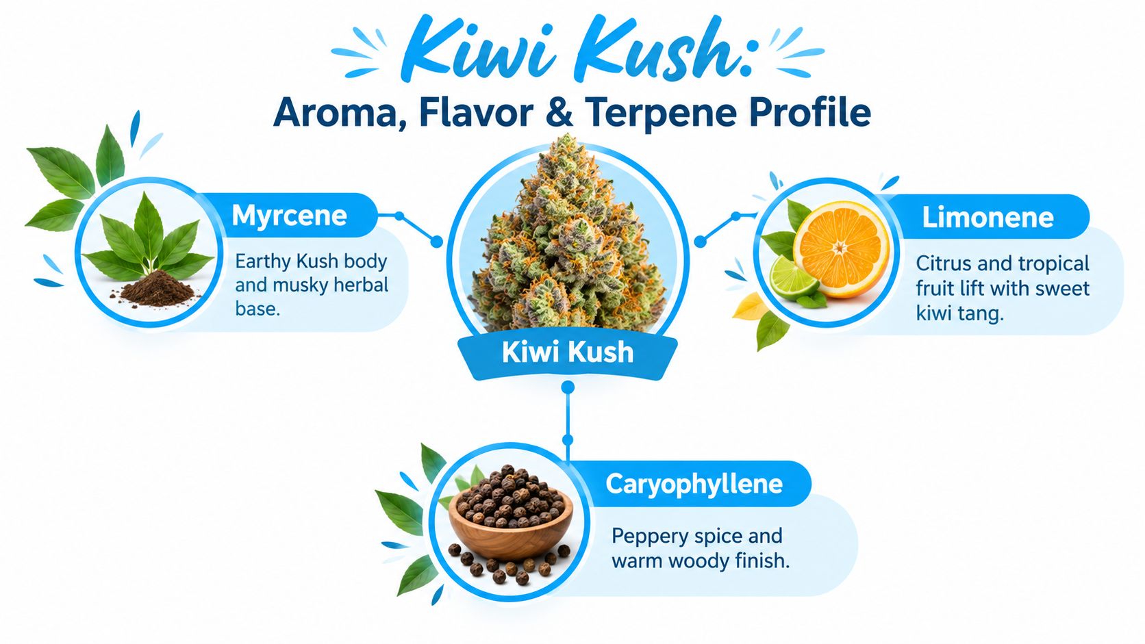 An infographic detailing the aroma, flavor, and terpene profile of the Kiwi Kush cannabis strain.