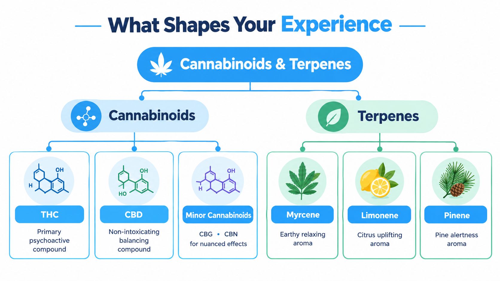 An educational infographic chart showing how cannabinoids and terpenes shape the effects of cannabis and vape products.