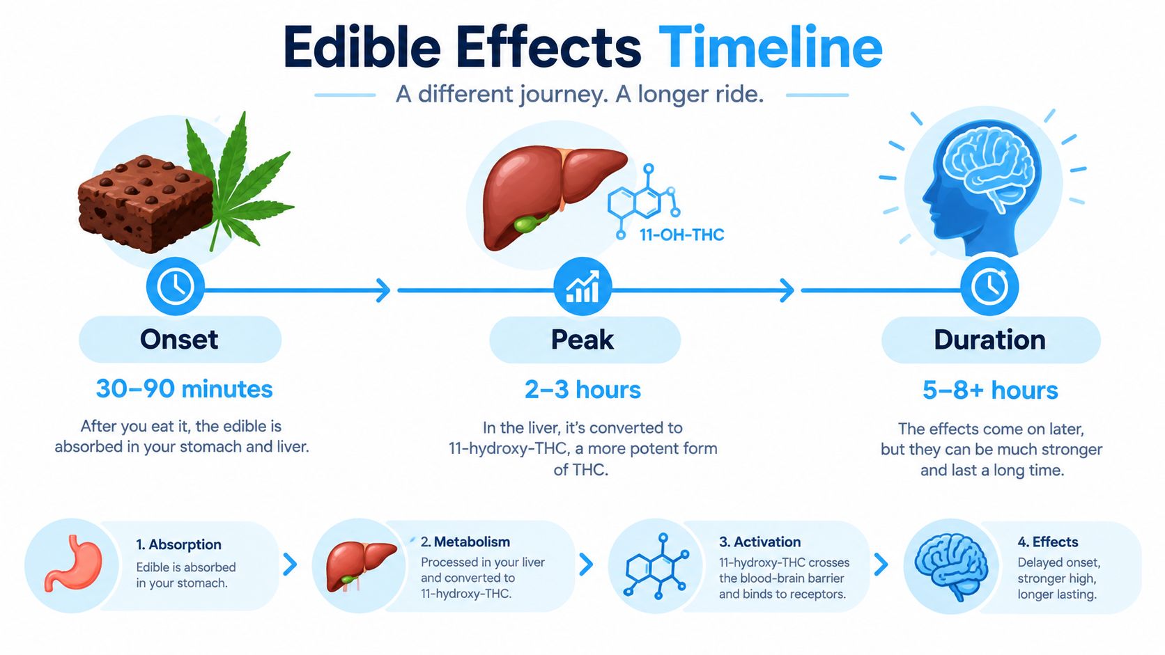 An infographic showing the timeline of edible cannabis effects, from initial onset to peak duration.