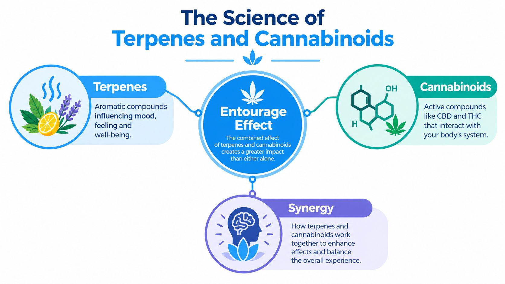 A diagram explaining the science of terpenes and cannabinoids, highlighting the entourage effect and synergy.