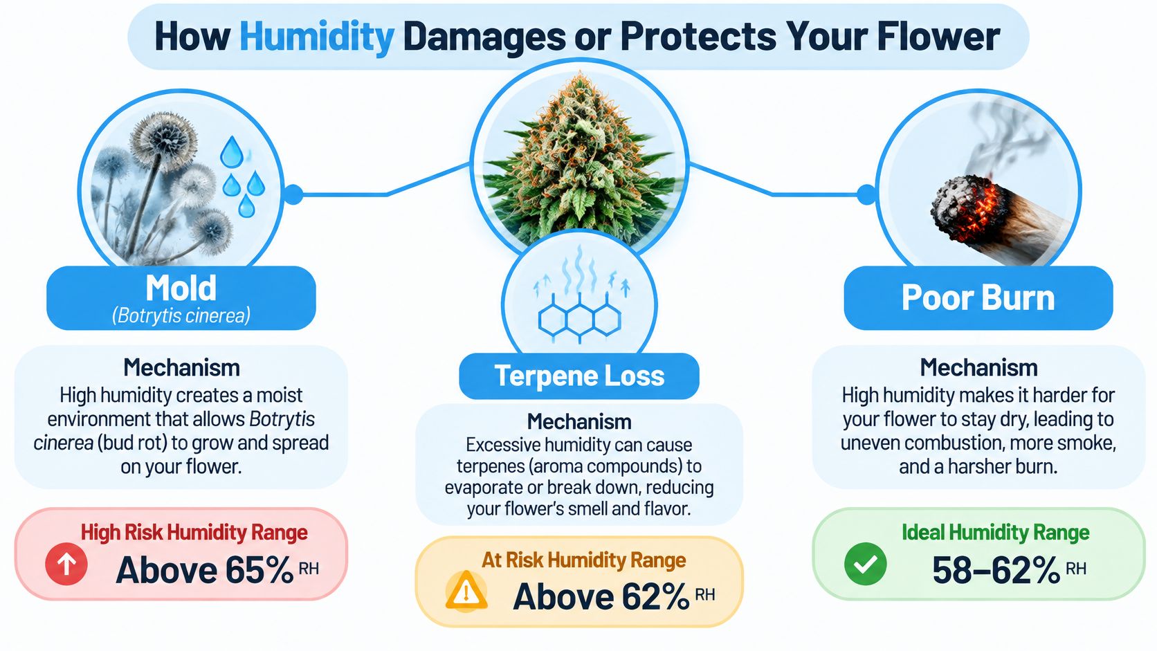 An infographic detailing how humidity levels affect cannabis flower, illustrating risks of mold, terpene loss, and poor burning.