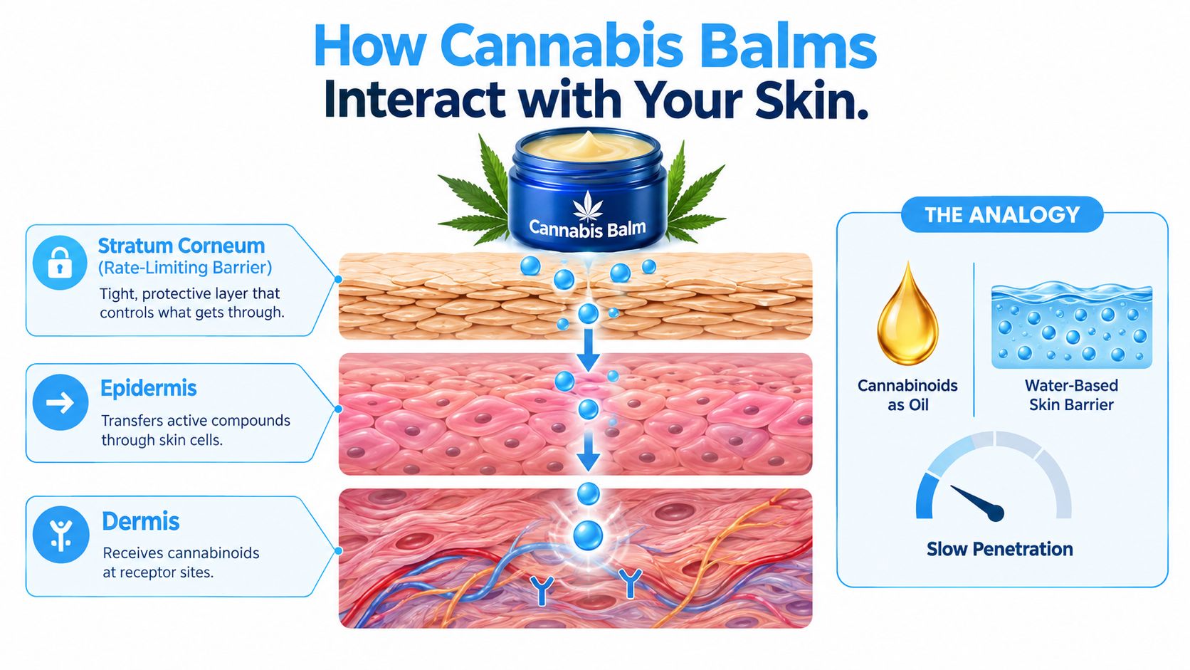 A diagram illustrating how cannabis balm penetrates skin layers, from the stratum corneum to the dermis.