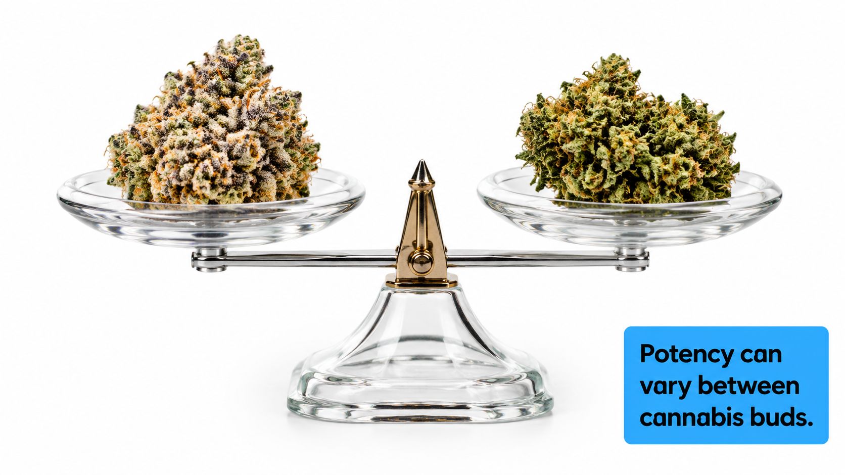 Two different cannabis buds on a balance scale with text noting that potency can vary between them.