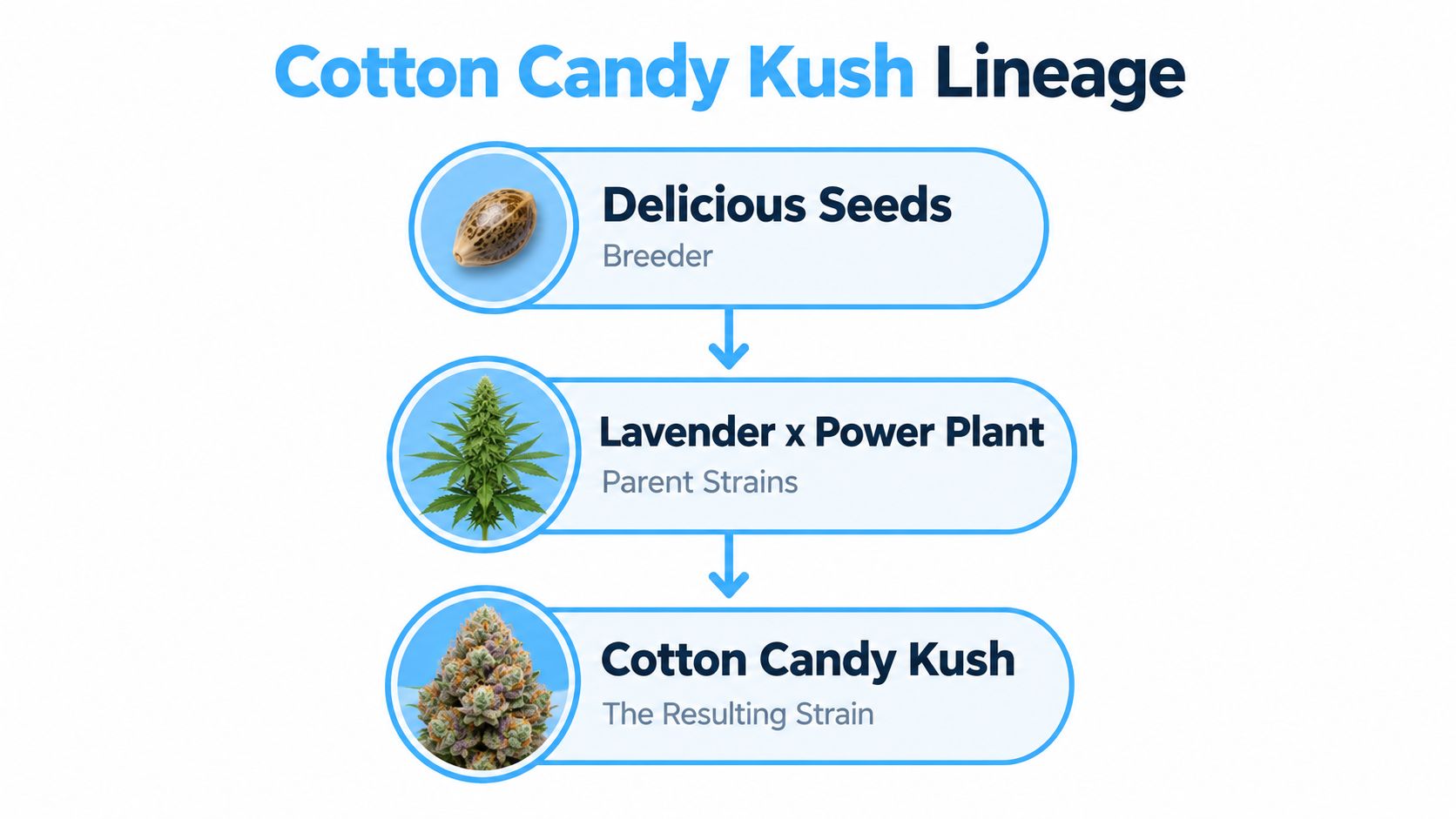 An infographic showing the genetic lineage of Cotton Candy Kush bred by Delicious Seeds.