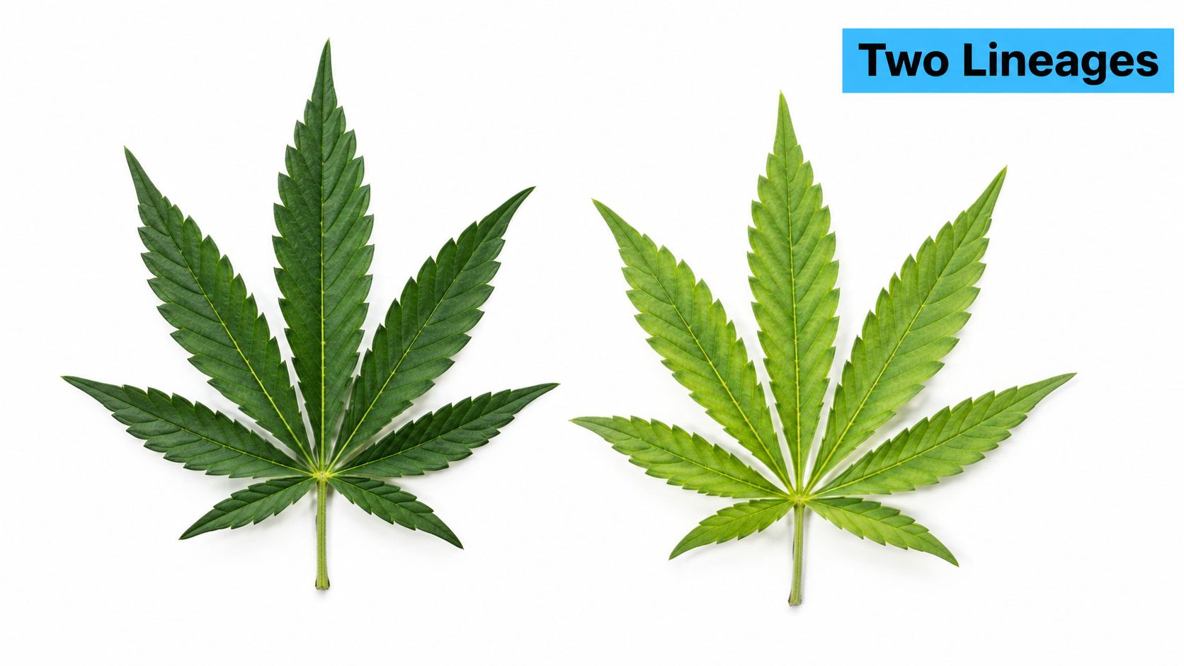 A comparative image showing two different cannabis leaves representing distinct lineages on a plain white background.