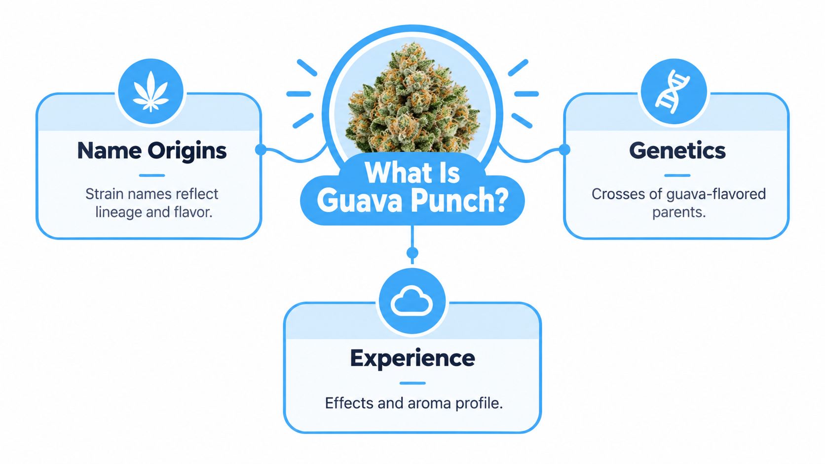 A diagram illustrating the Guava Punch cannabis strain with categories for name origins, genetics, and user experience.