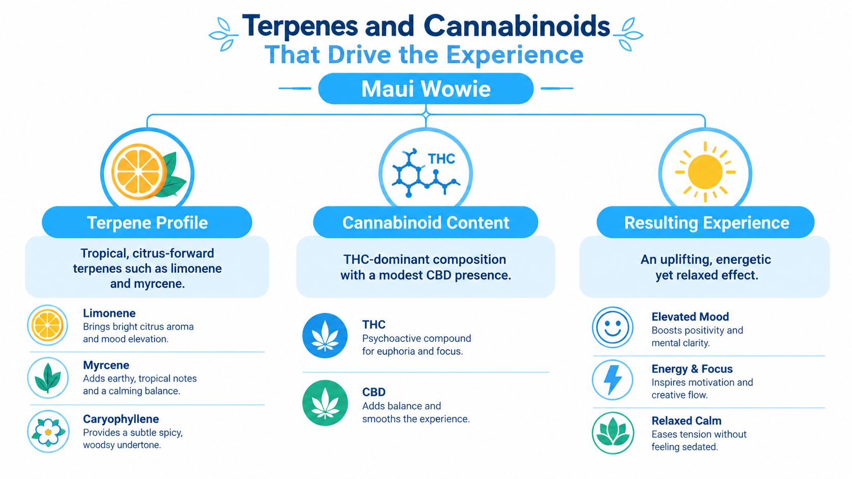 An infographic detailing the terpenes, cannabinoid content, and expected experience of the Maui Wowie cannabis strain.