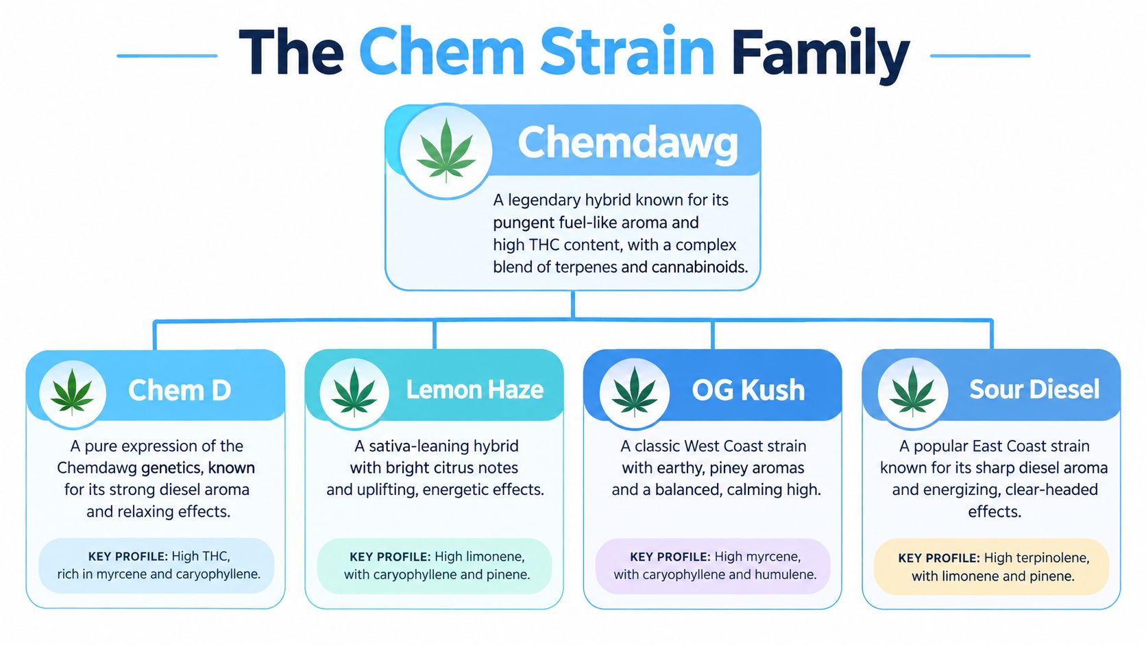 A diagram illustrating the Chemdawg cannabis strain family tree and its descendants like Sour Diesel and OG Kush.