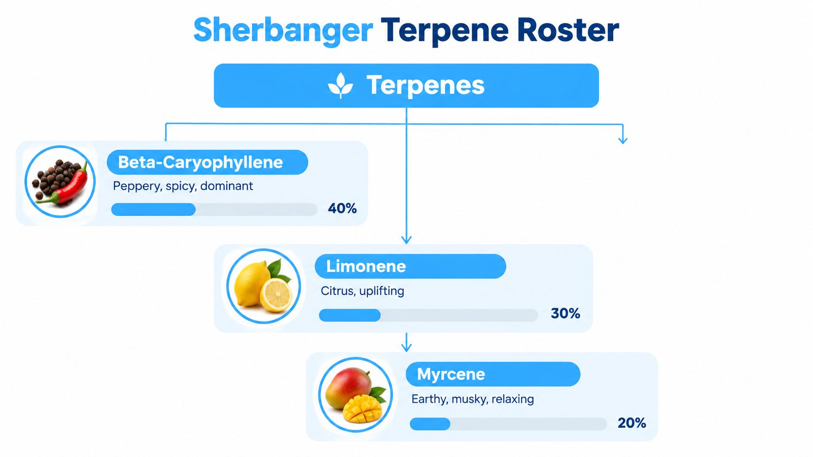 A colorful infographic illustrating the terpene profile of the Sherbanger cannabis strain, displaying percentages for Beta-Caryophyllene, Limonene, and Myrcene.