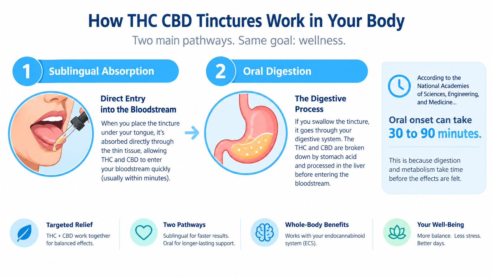 An infographic explaining how sublingual and oral intake of THC and CBD tinctures work in the human body.